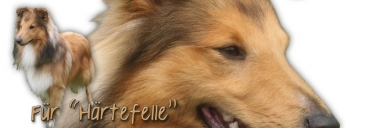 Spardose Sheltie (Shetland Sheepdog) #4